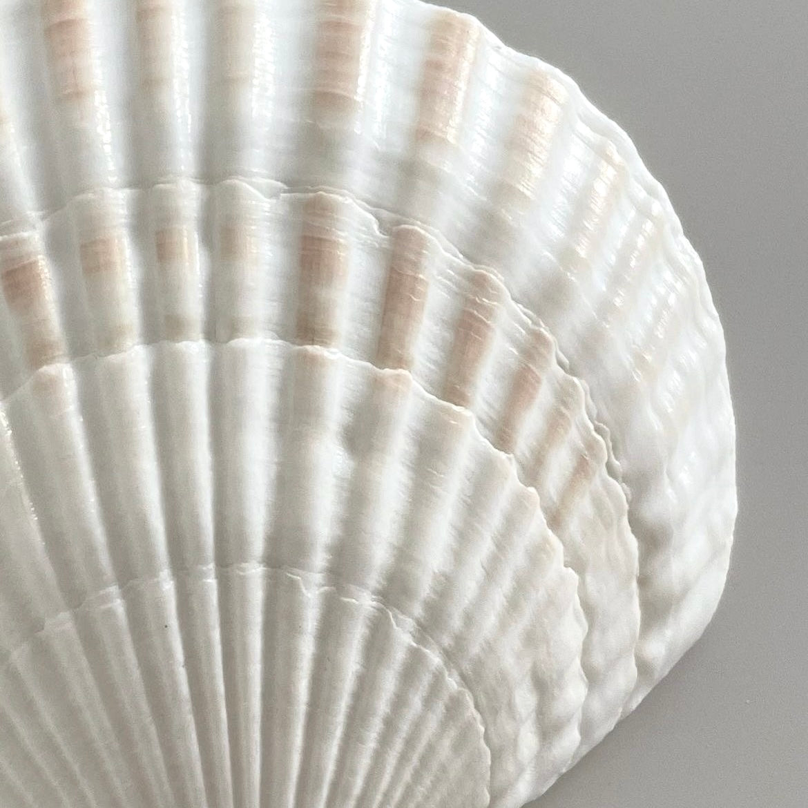 WHITE SHELL-PHA Biodegradable