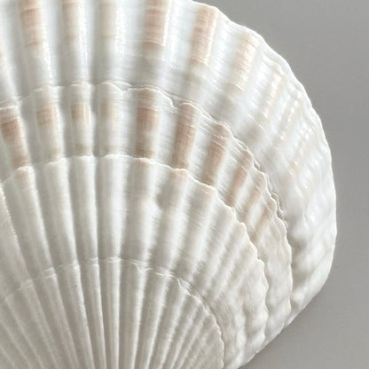 WHITE SHELL-PHA Biodegradable