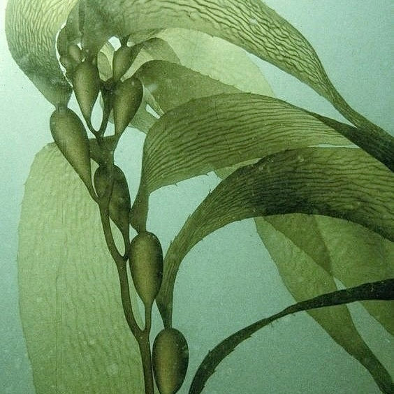 SEAWEED- PHA biodegradable