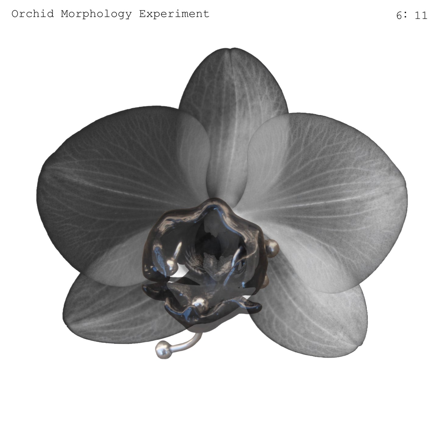 0RCHID HUSK イヤリング-レッド